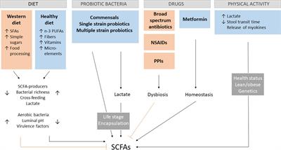 The potential of short-chain fatty acid epigenetic regulation in chronic low-grade inflammation and obesity